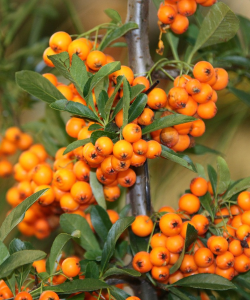 Homoktövis bokor közelről