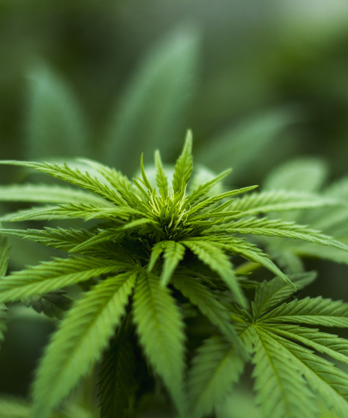 Ipari kender (Cannabis sativa) levelei közelről, a Natava kenderes termékekben található kivonat forrásnövénye