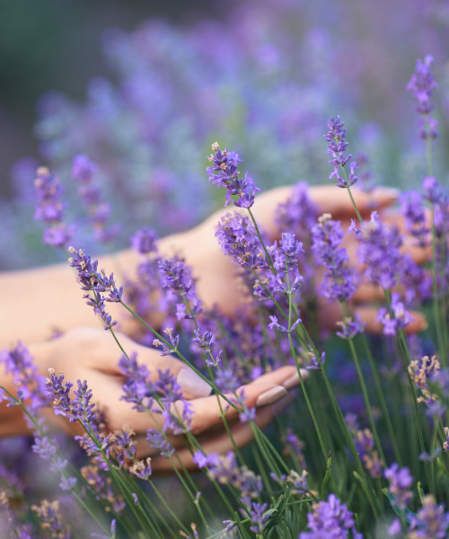 Virágzó levendula (Lavandula angustifolia) a mezőn, a háttérben a virágokat érintő kezekkel, a Natava levendulás termékek összetevője