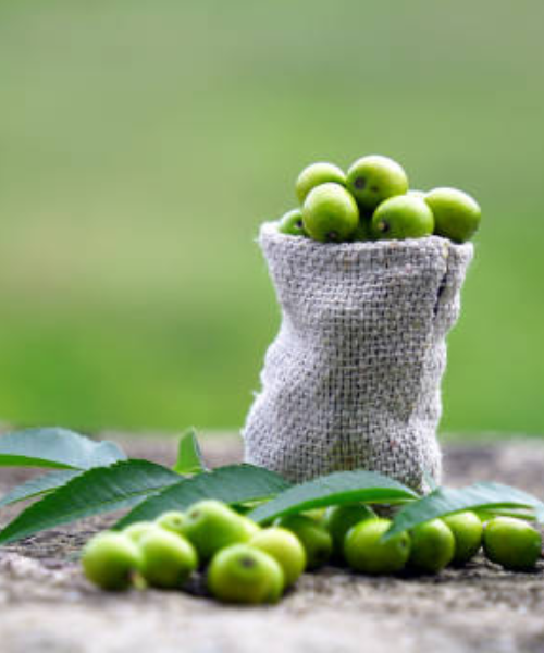 Mi az a neem olaj? Mire jó, hogyan használd, és miért olyan hatékony?