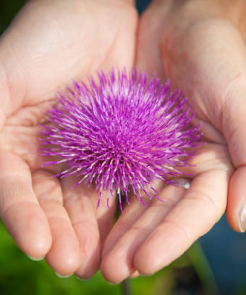 Natava hajerősítő balzsam bojtorján kivonattal
