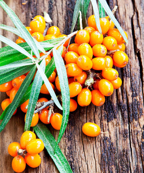 Homoktövis cserje bogyói