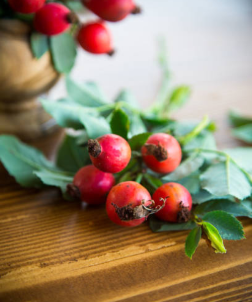 Csipkebogyó bokor ága közelről